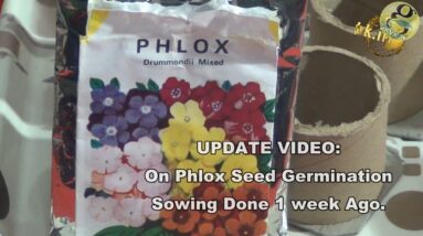 Phlox seed Germination- Grow Phlox Flowering Plant Easily - Part 1