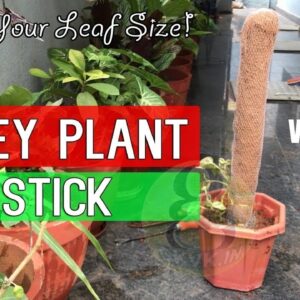 Money Plant Coir Stick | Money plant Support stick with Coco Coir vs Gunny Bag