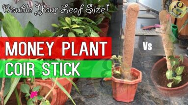 Money Plant Coir Stick | Money plant Support stick with Coco Coir vs Gunny Bag