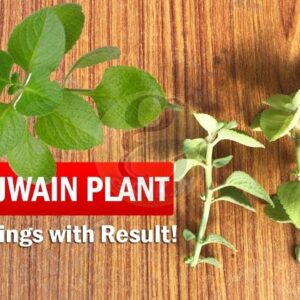 How to grow Ajwain Plant from Cuttings easily | Ajwan Plant Herb care video tips in English