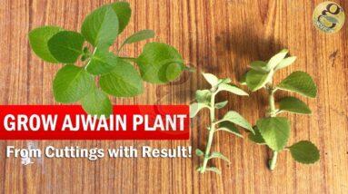 How to grow Ajwain Plant from Cuttings easily | Ajwan Plant Herb care video tips in English