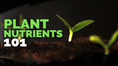 Plant Nutrition 101: All Plant Nutrients and Deficiencies Explained