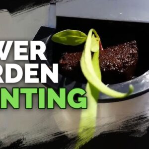 Planting the Tower Garden