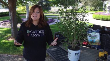 Planting White Pillar Rose of Sharon