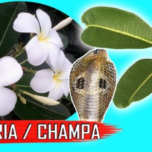 PLUMERIA (CHAMPA): Types, Plumeria Care Tips | Plumeria Cuttings