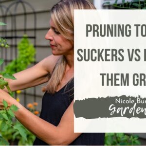 Pruning Tomato Suckers Versus Letting Them Grow