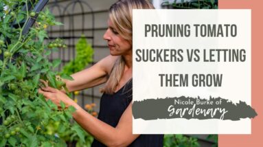 Pruning Tomato Suckers Versus Letting Them Grow