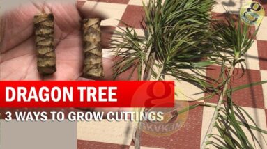 3 Ways to Grow Dracaena Plant From Cuttings | How to Propagate Dracaena Tree - Dragon Tree