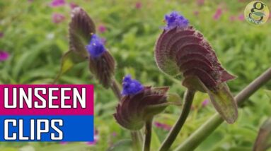 UNSEEN / RARE GARDENING VIDEO FOOTAGES AND STOCK PHOTOS - CHRISTMAS & NEW YEAR 2019