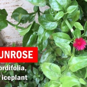 Baby Sunrose plant care and Propagation from cuttings | Aptenia cordifolia, heartleaf iceplant