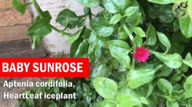 Baby Sunrose plant care and Propagation from cuttings | Aptenia cordifolia, heartleaf iceplant
