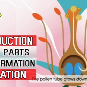 How Are Seeds formed?  Animated POLLINATION and FERTILIZATION Tutorial - Botany