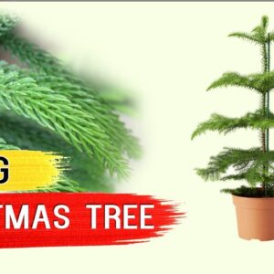 LIVING CHRISTMAS TREE - Norfolk Island Pine Tree - Living Xmas Tree Care Tips after Holidays