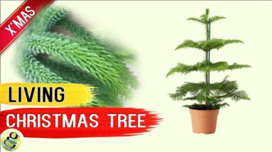 LIVING CHRISTMAS TREE - Norfolk Island Pine Tree - Living Xmas Tree Care Tips after Holidays