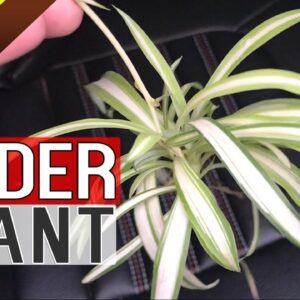 SPIDER PLANT - SPIDERETTES / BABIES - Chlorophytum | How to Grow Care and Propagate Spider plant