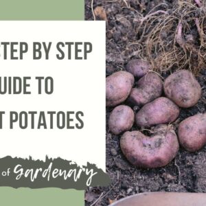 Easy Steps to Plant Organic Potatoes and Grow Potatoes Without Using a Container, Pot or Bag