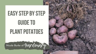 Easy Steps to Plant Organic Potatoes and Grow Potatoes Without Using a Container, Pot or Bag