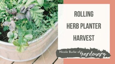 Rolling Herb Planter Harvest
