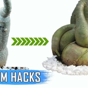 ADENIUM HACKS AND TIPS: Get a FAT Caudex | How To Make Adenium Caudex 5 Times Thicker?