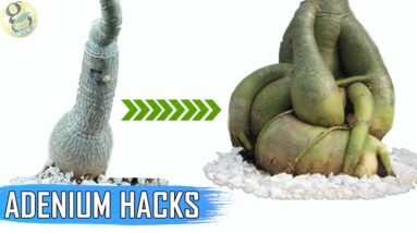 ADENIUM HACKS AND TIPS: Get a FAT Caudex | How To Make Adenium Caudex 5 Times Thicker?