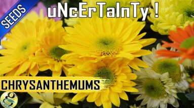 Chrysanthemums from seeds: Easy way to Propagate mums but with UNCERTAINITY!