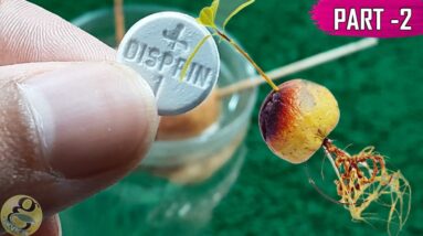 GROWING AVOCADO FROM SEED: FASTEST Method: Experiment Results - Part 2 | Avocado Seed Germination