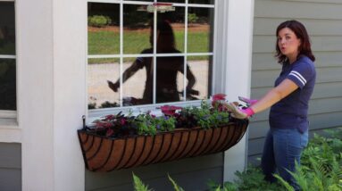 Shady Windowboxes with Creekside Nursery