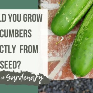 Should You Start Cucumber from Seed