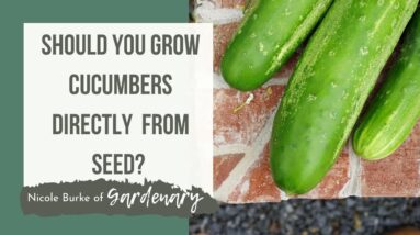 Should You Start Cucumber from Seed