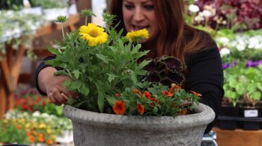 Simple Container Garden Ideas to Try, Part 1