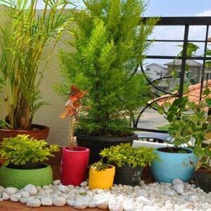 Small Terrace Garden Design Ideas | Terrace Gardening Tips