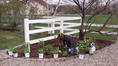 Stand By Me Clematis Update