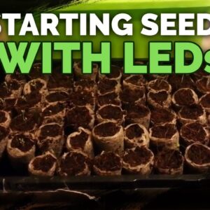 Starting Seeds with LED Lights