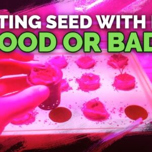 Starting Seeds with LEDs: Good or Bad?