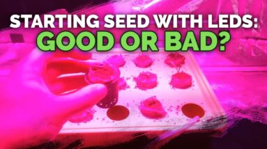 Starting Seeds with LEDs: Good or Bad?