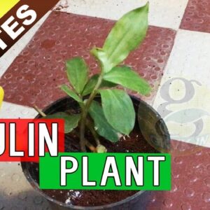 INSULIN PLANT - MAGIC treatment for Diabetes claimed by Ayurvedic Medicine
