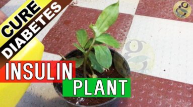 INSULIN PLANT - MAGIC treatment for Diabetes claimed by Ayurvedic Medicine