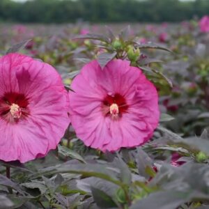 Summerific Hibiscus from Proven Winners