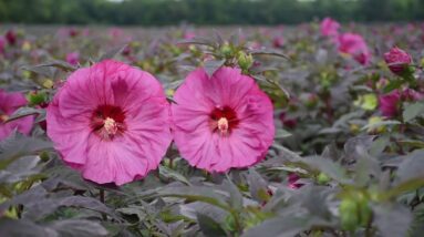 Summerific Hibiscus from Proven Winners