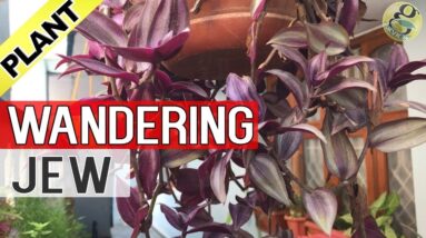 WANDERING JEW Plant Care and Propagation | How to grow Wandering Jew or Inch-Plant - English