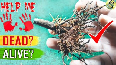 SAVE A DYING PLANT: Tips/Hacks | How to Tell My Plant is Dead or Alive? | Revive a dead plant