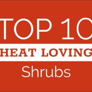 Ten Top Shrubs for Hot Climates
