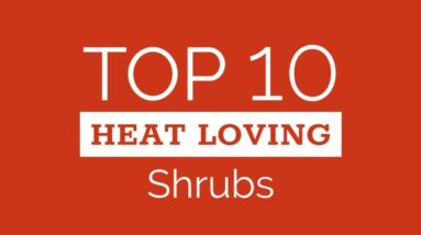 Ten Top Shrubs for Hot Climates