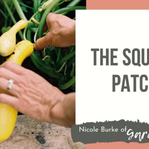 The Squash Patch