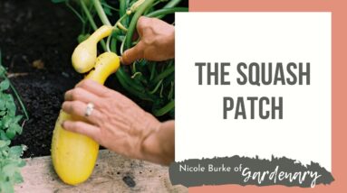 The Squash Patch