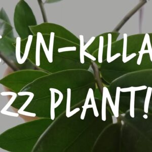 The "Unkillable" ZZ Plant: Complete Zamioculcas Care Guide