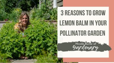 Three Reasons to Grow Lemon Balm In Your Pollinator Garden