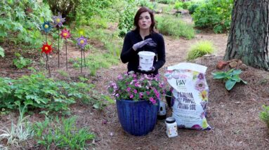 Three Ways to Make A Hanging Basket Container Last All Summer