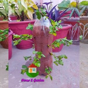 Tip of the Day Grow Mint in a Plastic Bottle #Short