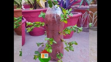 Tip of the Day Grow Mint in a Plastic Bottle #Short